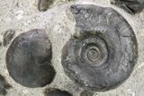 Plate of Devonian Ammonite Fossils - Morocco #259692-1
